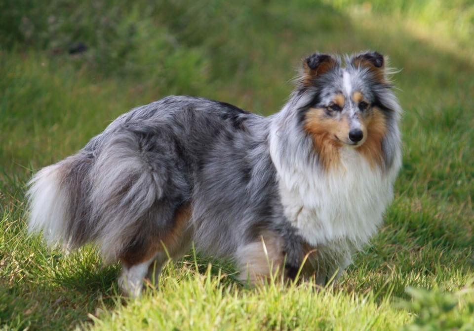 Inka bleue De L'Oustaou de Sandy