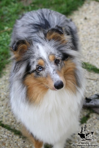 Inka bleue De L'Oustaou de Sandy