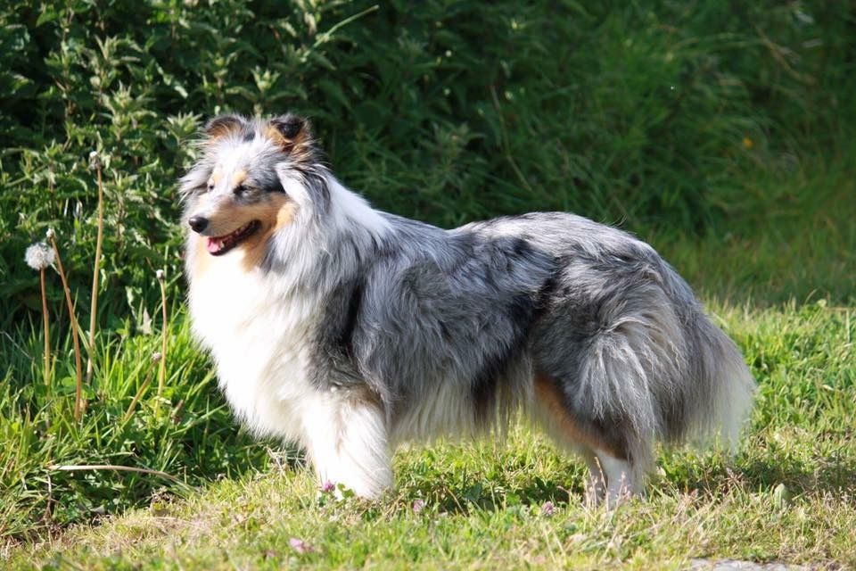 Inka bleue De L'Oustaou de Sandy