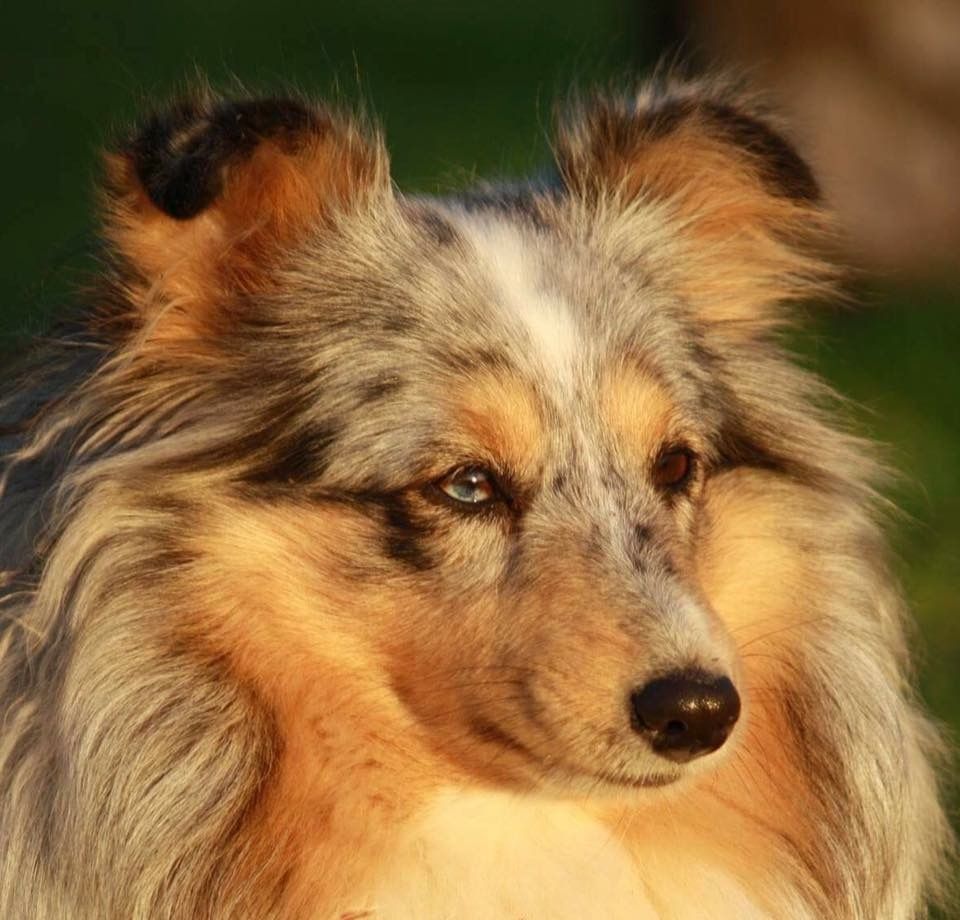 Inka bleue De L'Oustaou de Sandy