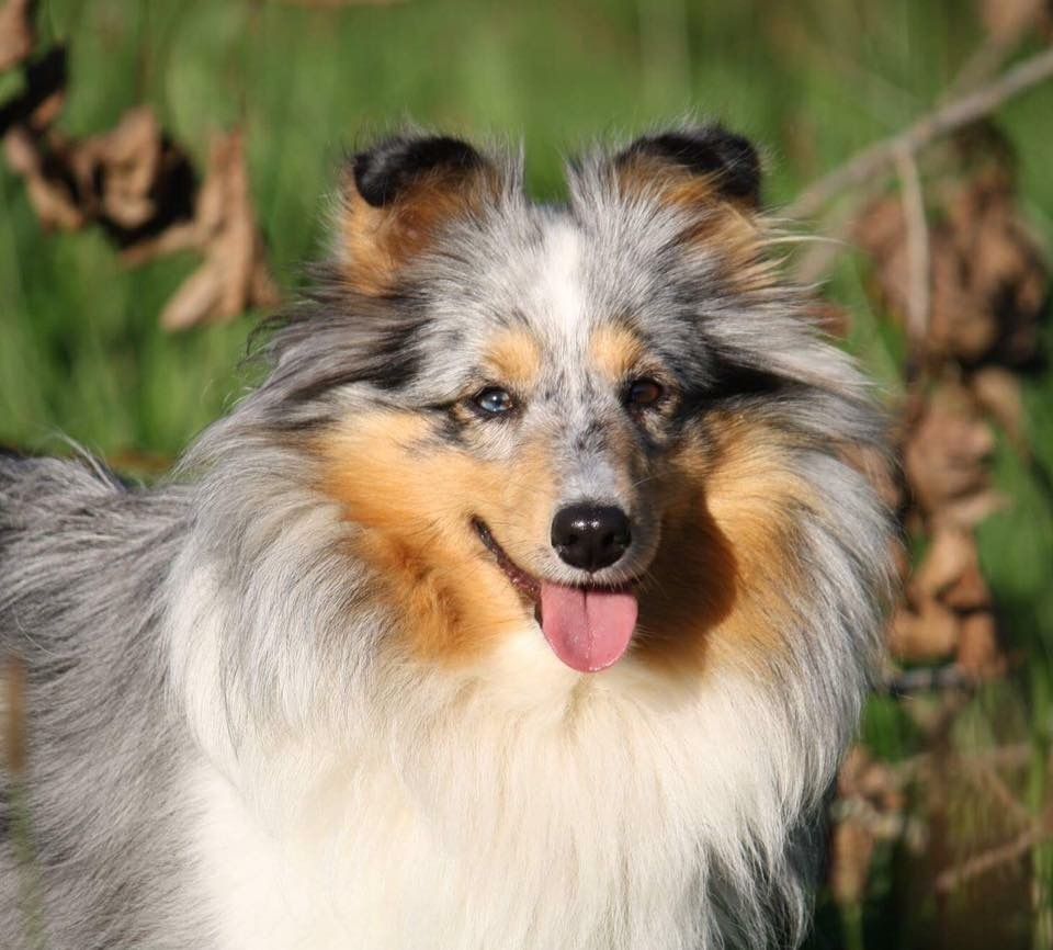 Inka bleue De L'Oustaou de Sandy