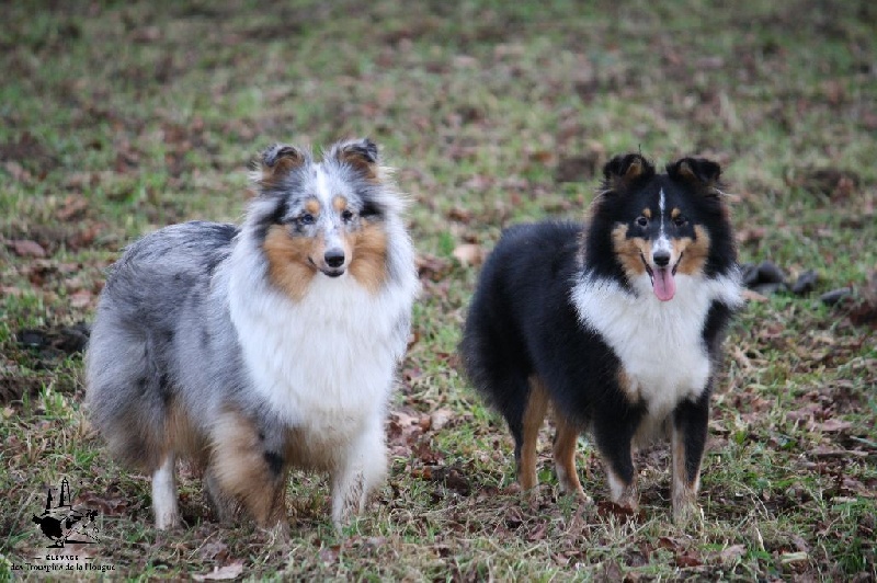 Inka bleue De L'Oustaou de Sandy