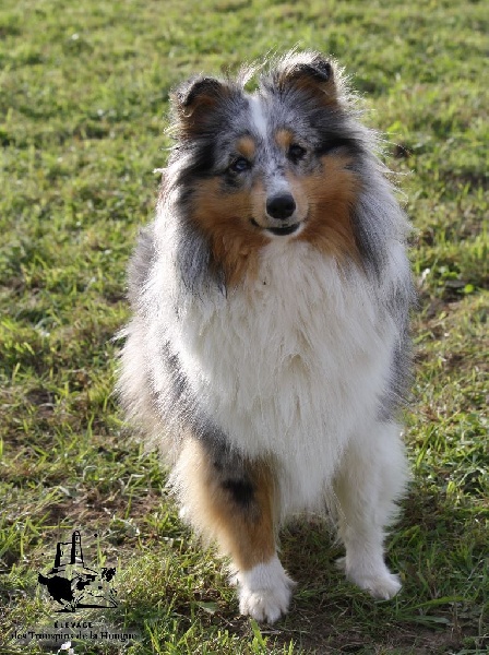 Inka bleue De L'Oustaou de Sandy