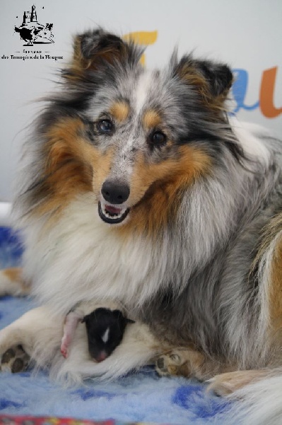 Des Trouspins De La Hougue - Shetland Sheepdog - Portée née le 02/07/2015