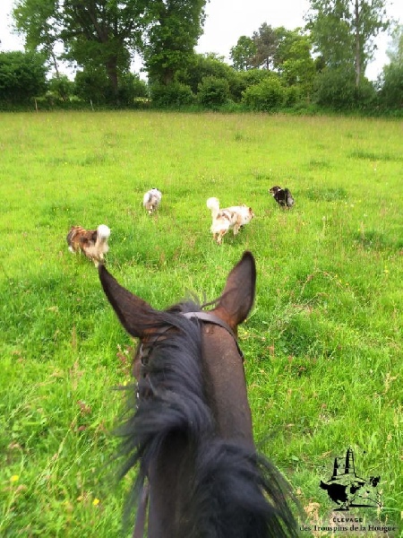 Les bergers avec les chevaux de la maison