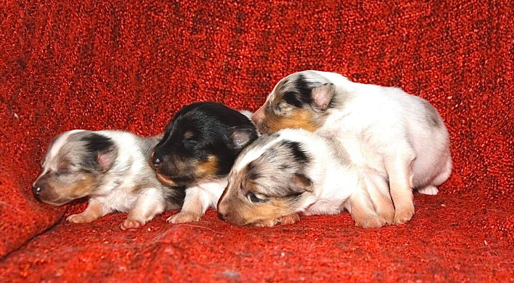 Chiot Shetland Sheepdog Des Trouspins De La Hougue